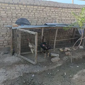 horaz boysowyý horaz Tashkent