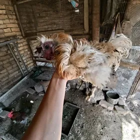 Оригинал ёжик 