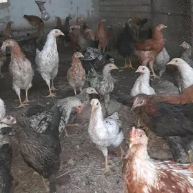 towuk juyje
