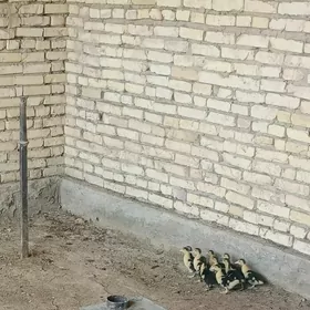 ördek juyje