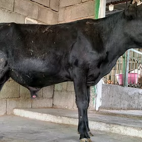 Öküz