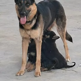 avcarka gujuk