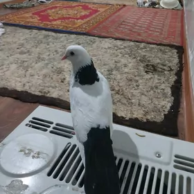 KEPDERI