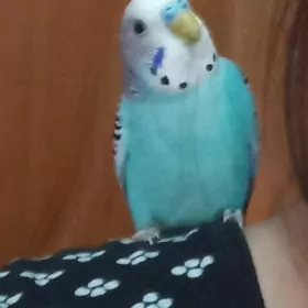 popugay gush
