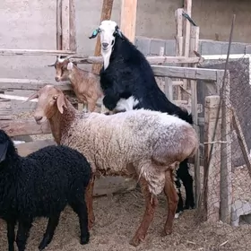 HOWUR GOÇ TEKE