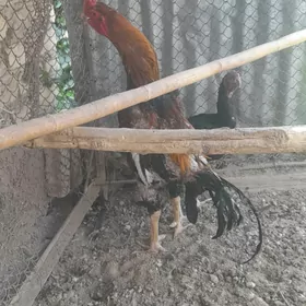 horaz
