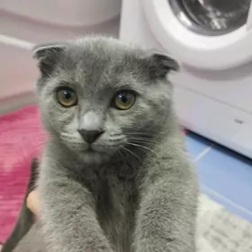 вислоухий котенок