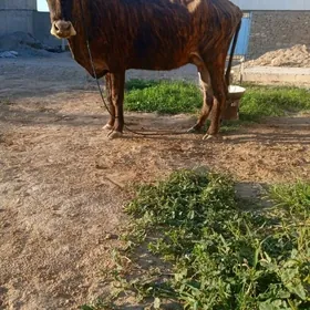 Tohum göleli sygyr
