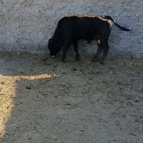 öküzler.
