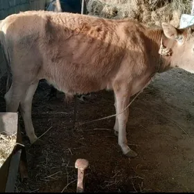 Öküzçe