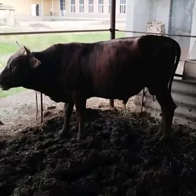 Окуз
