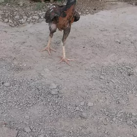 juyje