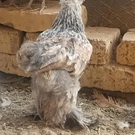 Arassa brama juyje