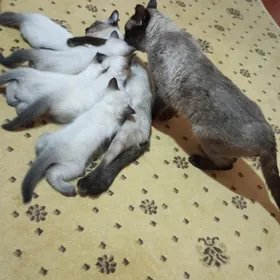 сиямские котята