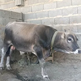 7sani swes okzler