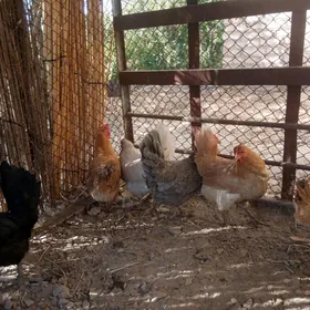 Guzlayan towuklar