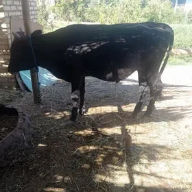öküz