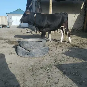 Ökuz