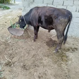 öküz