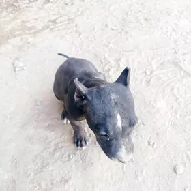 pidbul