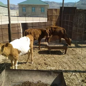 Okuzler we gacar