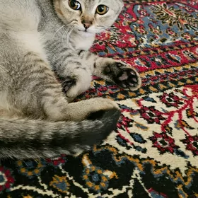кошка pişik