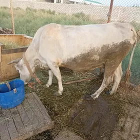 Sygyr goleli