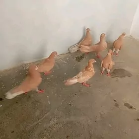 kepderi