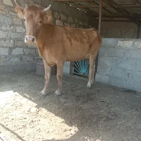 Gysyr sygyr