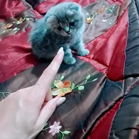 шотландские котята