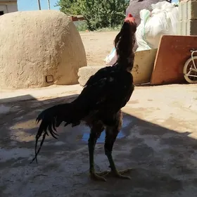 horaz