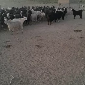 çewiş