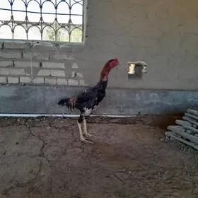 horaz