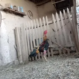 horaz