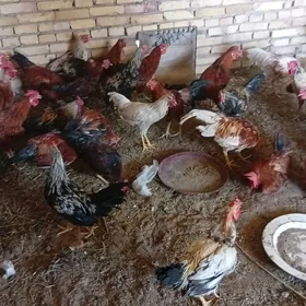 Mesny towuk horazlar