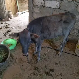 Göle öküzçe