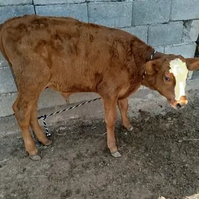 okuzçe