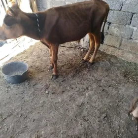 okuzçe
