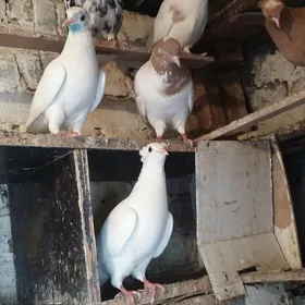 kepderi