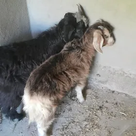 çebiş