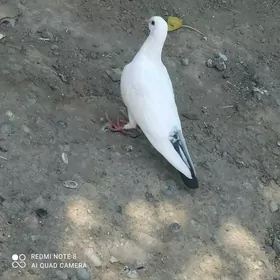 kepder