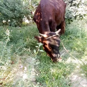 Öküz Tohum