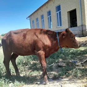 unajyn okuzce