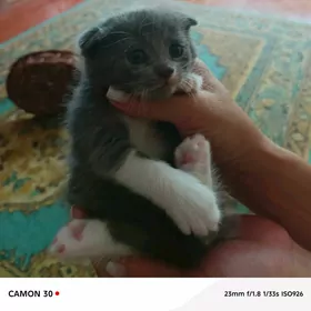вислоухие котята