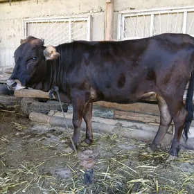 tuwe