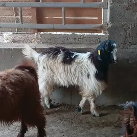 çebiş