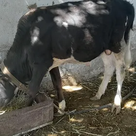 ökuz