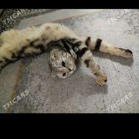 кот