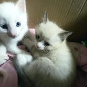 котята