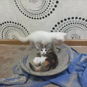 котенок